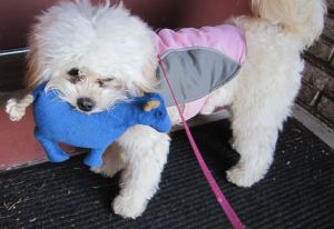 IMG_3062 Mia & Blue Cow