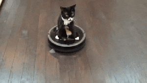 cat on roomba